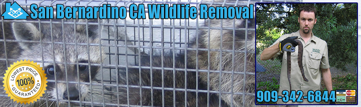 San Bernardino Wildlife and Animal Removal